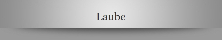 Laube